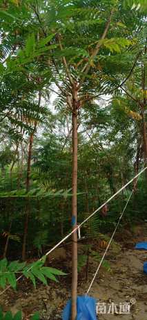 7公分火炬树