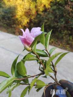 高度200厘米山茶花