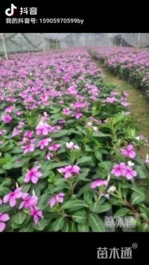 高度20厘米长春花