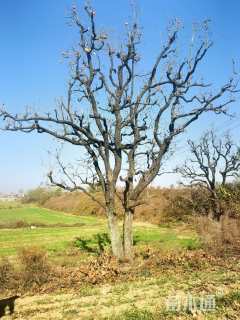 高度700厘米丛生石榴