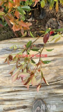高度50厘米红叶石楠小苗