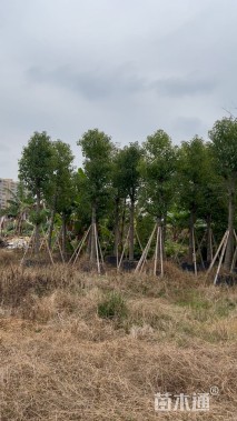 13公分香樟