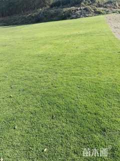 草毯状百慕大草