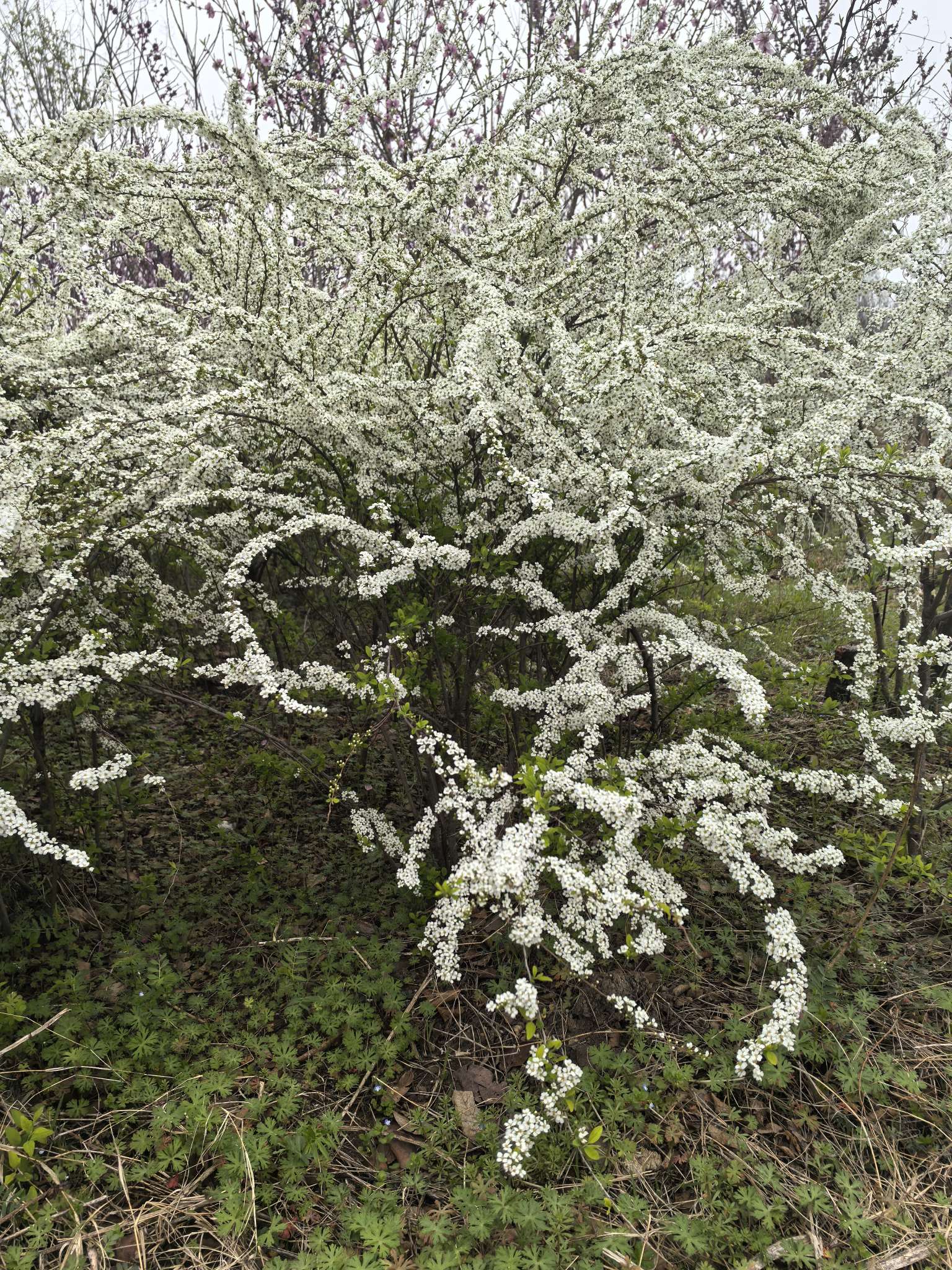 高度100厘米珍珠梅