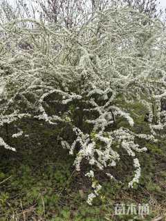 高度100厘米珍珠梅