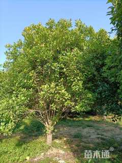 20公分红叶石楠