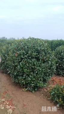 冠幅100厘米红叶石楠球