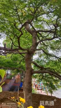 高度250厘米羽毛枫