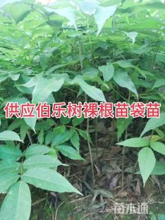 0.3公分伯乐树