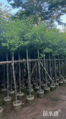 3公分香樟