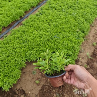 高度28厘米景天