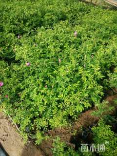 高度50厘米四季玫瑰