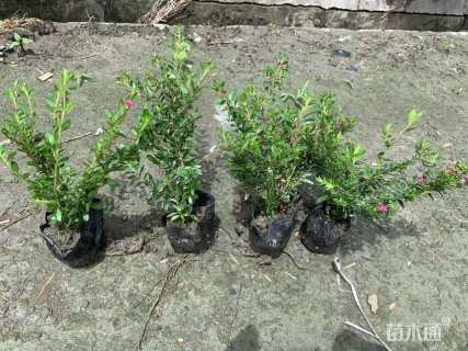 高度20厘米满天星