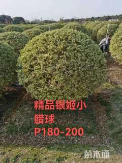 高度140厘米银姬小蜡