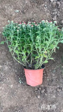 高度25厘米千头菊