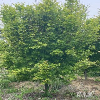 12公分鸡爪槭12-13-14-15-18-20-22公分