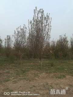 10公分西府海棠