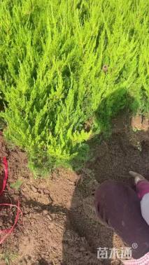 高度50厘米龙柏