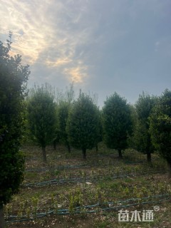 高度400厘米卫矛