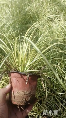 高度30厘米金叶苔草