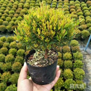 高度50厘米轮叶蒲桃