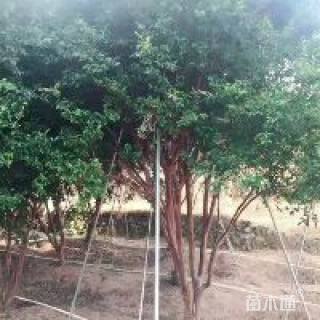 高度300厘米嘉宝果
