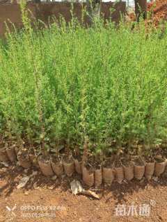 高度50厘米西藏柏木