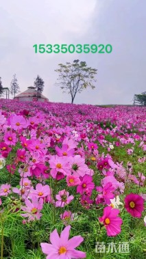 紫花地丁种子
