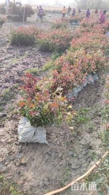 0.1公分红叶石楠