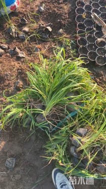 高度20厘米大花萱草