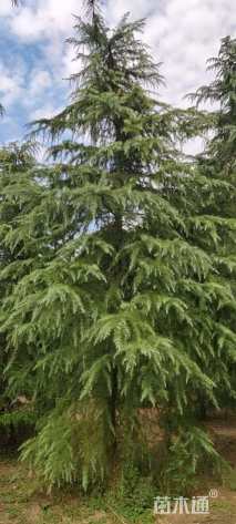 高度100厘米雪松