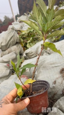 高度40厘米红王子锦带