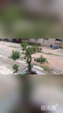 高度108厘米雀舌黄杨