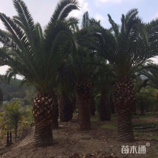 裸干高200厘米加拿利海枣