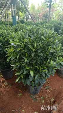 高度80厘米非洲茉莉球