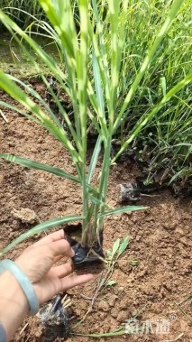 高度30厘米斑叶芒