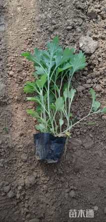 高度15厘米地被菊