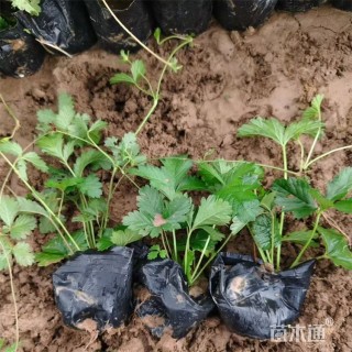 高度25厘米三叶委陵菜