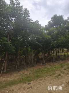 15公分红花风铃木