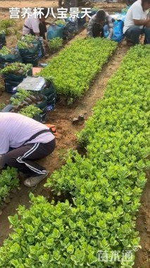 高度15厘米八宝景天