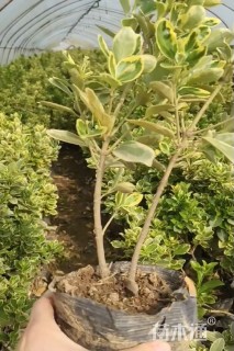 高度40厘米金边黄杨