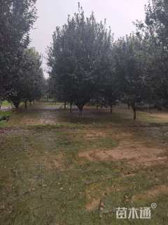 14公分西府海棠