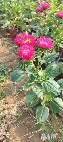 高度20厘米翠菊