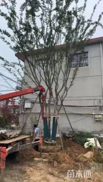 12公分(5杆)丛生朴树