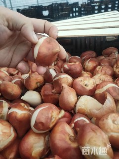 高度30厘米郁金香