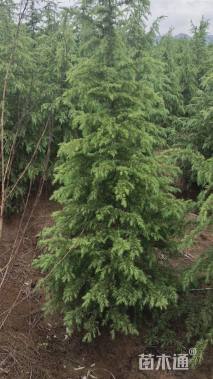 高度250厘米黑松