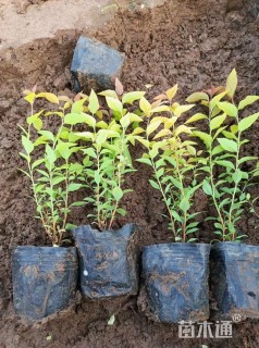 高度20厘米金焰绣线菊