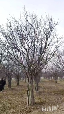 高度500厘米丛生海棠