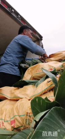 高度30厘米鹤望兰