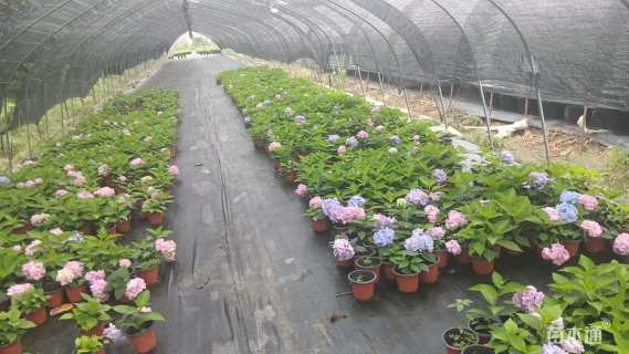 高度25厘米木绣球